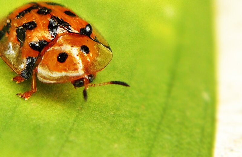 lx3_ladybug