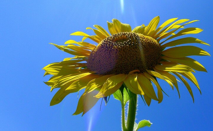 lx5_sunflower